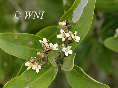 Avicennia germinans